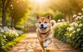 A chubby Shiba dog Inu is happily running in the garden! Royalty Free Stock Photo