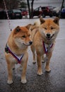 Dog show - two Shiba Inu champions with medails they won