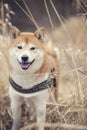 Shiba inu smiling, looking into the camera Royalty Free Stock Photo