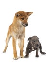 Shiba inu and staffie Royalty Free Stock Photo