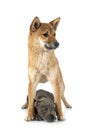 Shiba inu and staffie Royalty Free Stock Photo