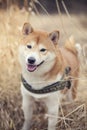 Shiba inu standing in the high gras, smiling Royalty Free Stock Photo