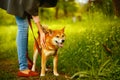 Shiba Inu stands next to hostess.