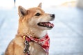 The Shiba Inu is a very cute and good friend. it`s Japanese dog portraiture