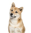 Shiba Inu, 2 years old, in front of white background Royalty Free Stock Photo