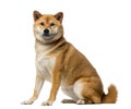 Shiba Inu (2 years old) Royalty Free Stock Photo