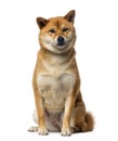 Shiba Inu (2 years old) Royalty Free Stock Photo