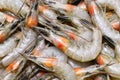 Shiba shrimp, a Japanese cuisine ingredient Royalty Free Stock Photo