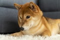 A Shiba sitting in the living room. Japanese dog Royalty Free Stock Photo