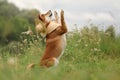 Shiba trickster in nature Royalty Free Stock Photo