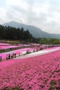 Shiba-zakura fields in Chichibu Royalty Free Stock Photo