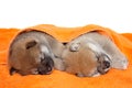 Shibainu puppies sleep under blanket