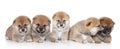 ShibaInu puppies on a white backgroud