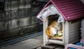 Shibainu is sleep in the house Royalty Free Stock Photo