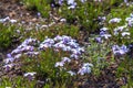 Shibasakura field or pink moss flower in Fuji shibasakura festival Japan.