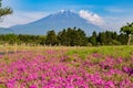 Shibazakura flower field with Mount Fuji san Royalty Free Stock Photo