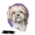 ShiChi dog digital art illustration isolated on white