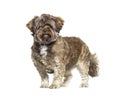 Shichi dog is Shih Tzu Chihuahua Mix. Standing and