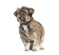 Shichi dog is Shih Tzu Chihuahua Mix. Standing and