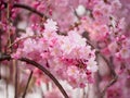 Shidarezakura Cherry Blossoms, Kyoto, Japan Royalty Free Stock Photo