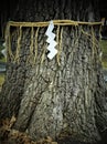 Shide on Shimenawa around a Yorishiro tree in a Japanese Shinto Shrine