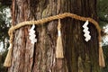 Shide on Shimenawa around a Yorishiro tree at Kasuga-taisha Shinto Shrine, Nara, Japan