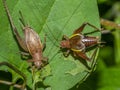 Shield-backed katydids Royalty Free Stock Photo