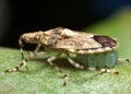 Shield bug Royalty Free Stock Photo