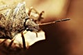 Shield Bug aka Stink Bug on Leaf Royalty Free Stock Photo