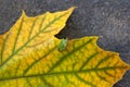 Shield bug, also known as stink bug on autumn maple leaf Royalty Free Stock Photo