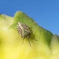 Beautifully Marked Shield Bug on Sunflower Seedhead Royalty Free Stock Photo