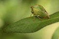 Shield bug on a budding flower.