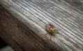 Shield Bug. Colourful insect. Royalty Free Stock Photo