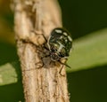 Shield bug Cydnidae dark green gold glossy with white pattern