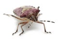 Shield bug, Dolycoris baccarum