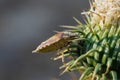 Shield bug Dolycoris baccarum at base of thistle flower Royalty Free Stock Photo