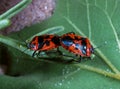 The shield bug (Eurydema ornata), mating bugs on a green plant