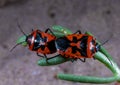 The shield bug (Eurydema ornata), mating bugs on a green plant