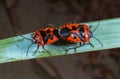 The shield bug (Eurydema ornata), mating bugs on a green plant