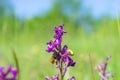 Shield bug Eurygaster integriceps on flowers of Orchis sambucina close-up in a spring field. Purple wild orchid with blurred green