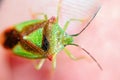 Shield bug. Forest shield bug. Oncacontias vittatus Royalty Free Stock Photo