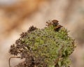 Shield Bug, Graphosoma Lineatum Royalty Free Stock Photo