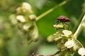 Bug on Parsnip Flower, Pastinaca sativa. Shield bug ,Graphosoma lineatum on parsnip Royalty Free Stock Photo