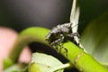 Shield bug (Hemiptera, suborder Heteroptera)