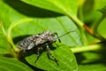 Shield bug (Hemiptera, suborder Heteroptera). Royalty Free Stock Photo