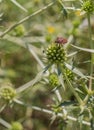 Shield Bug on a juvenile Thistle plant