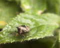 Shield bug on a leaf Royalty Free Stock Photo