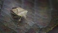 Shield Bug on Leaf Royalty Free Stock Photo