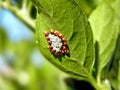 Shield Bug Nymphs