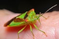 Shield bug. Oncacontias vittatus Royalty Free Stock Photo